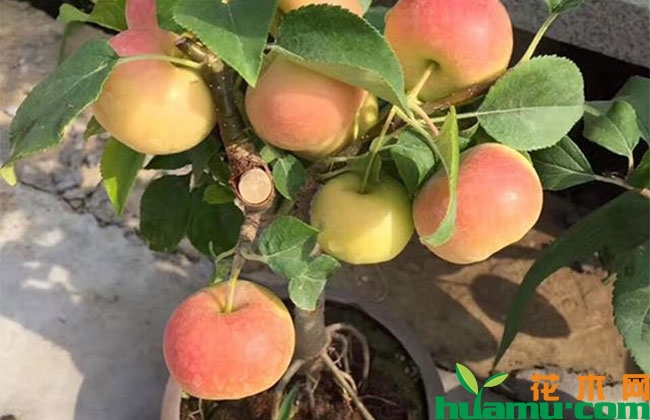 苹果树盆景造型管理方法