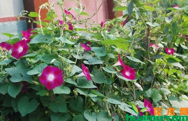 牵牛花怎么爬藤?