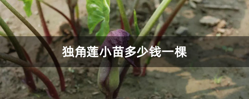 独角莲小苗多少钱一棵 独角莲小苗多少钱一棵