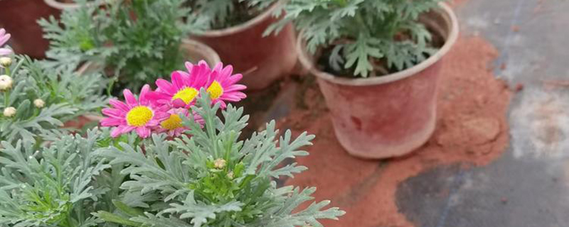 玛格丽特花几月份开花