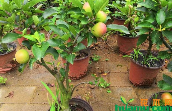 苹果树盆景造型管理方法 苹果树盆景造型管理方法