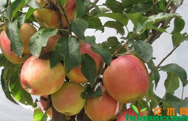 苹果树盆景造型管理方法 苹果树盆景造型管理方法