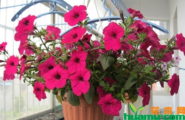 牵牛花 牵牛花