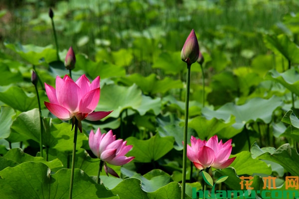 荷花