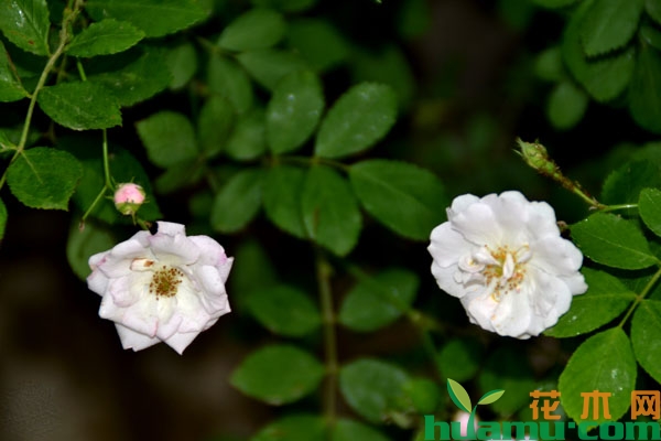 白蔷薇