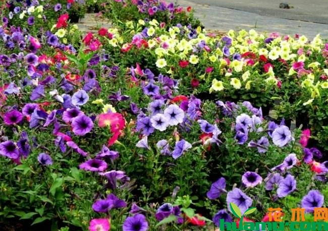 牵牛花颜色大全