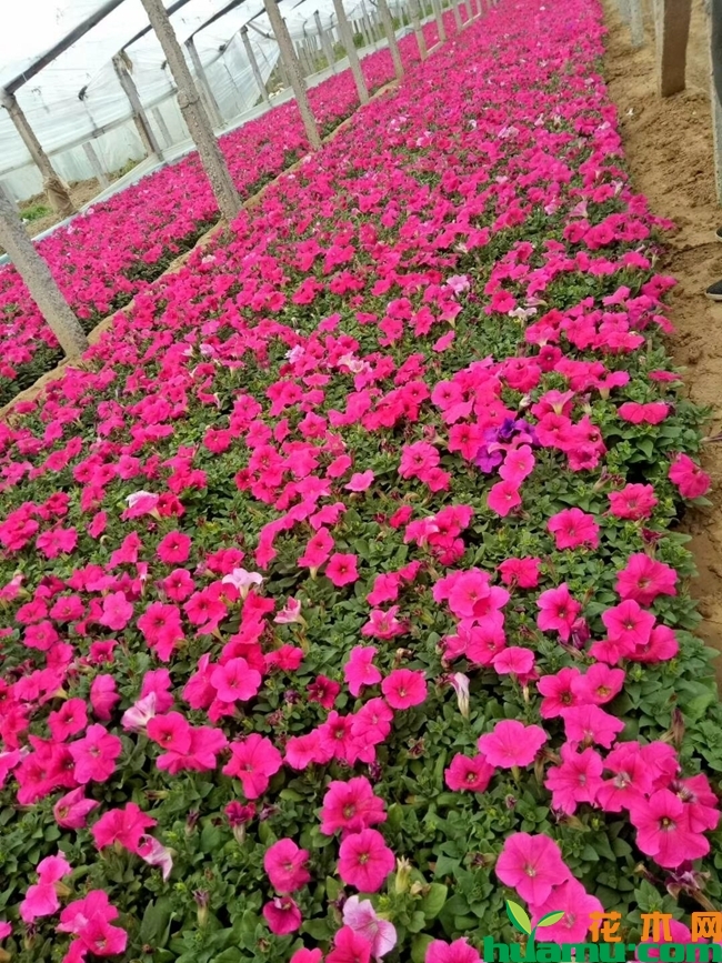 牵牛花是什么颜色.jpg