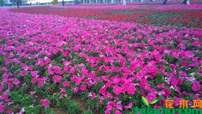 牵牛花.jpg