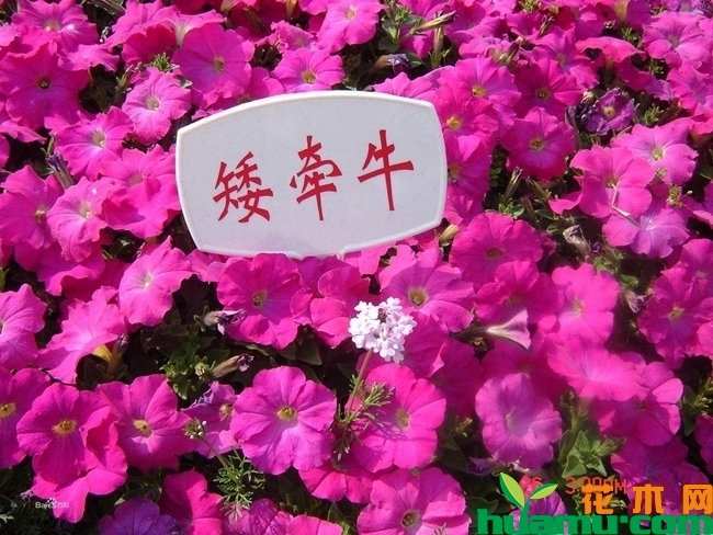 矮牵牛种植方法