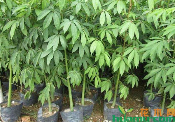 木棉树小苗