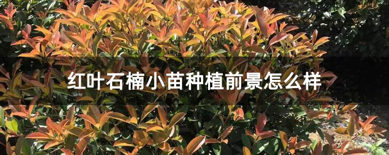 红叶石楠小苗种植前景怎么样