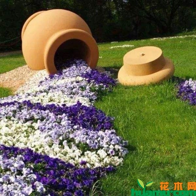 矮牵牛.jpg