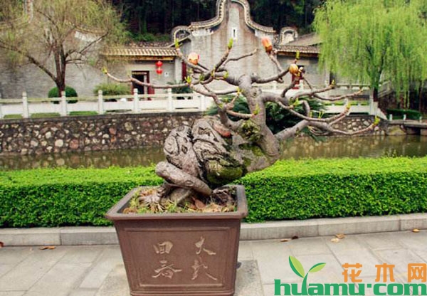 木棉树盆景