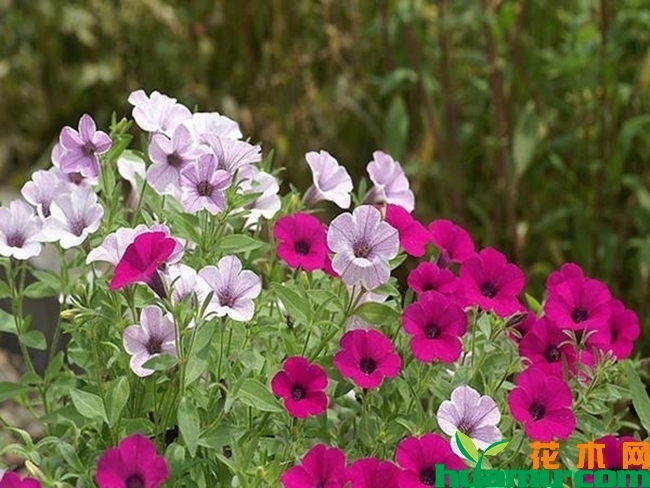 牵牛花种植方法