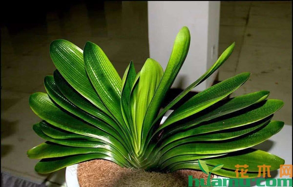 用油烟机废油给君子兰施肥