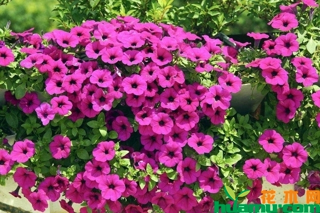 牵牛花种植图片.jpg