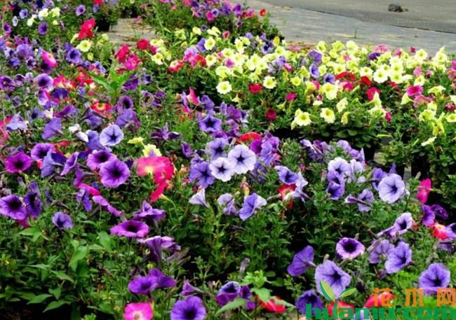 牵牛花.jpg