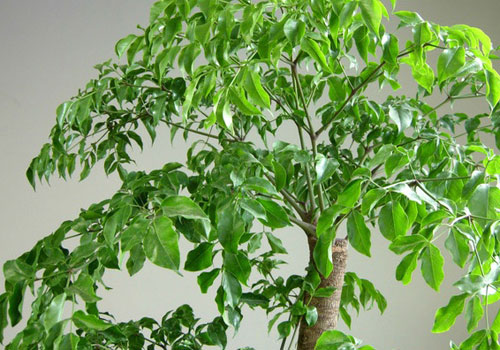 幸福树烂根怎么补救？福树烂根的救治方法