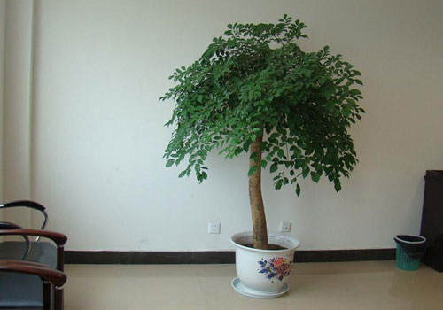 幸福树枝条下垂是怎么回事？幸福树种植注意事项