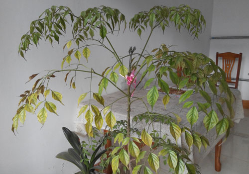 幸福树16.jpg