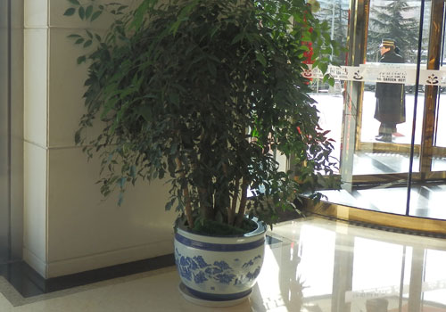 幸福树12.jpg