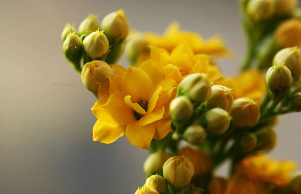 长寿花22.jpg