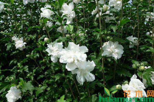 木槿树