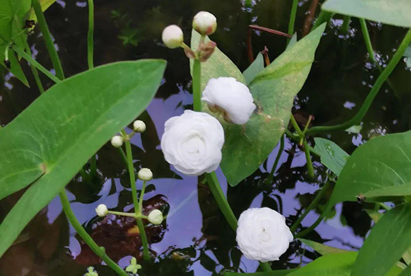 重瓣茨菇