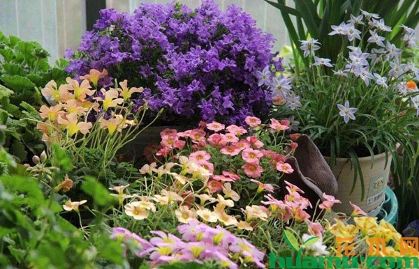 开花植物