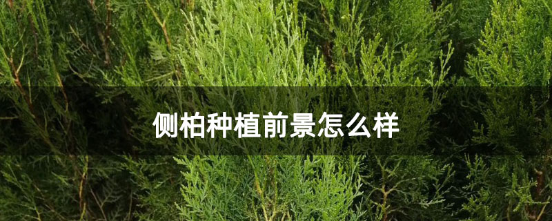 侧柏种植前景怎么样