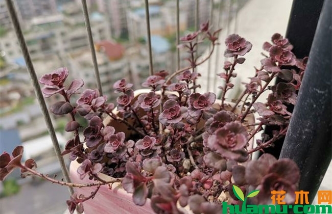 小球玫瑰夏季掉叶子怎么办? 小球玫瑰夏季掉叶子怎么办?