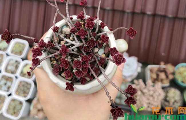 小球玫瑰夏季掉叶子怎么办? 小球玫瑰夏季掉叶子怎么办?