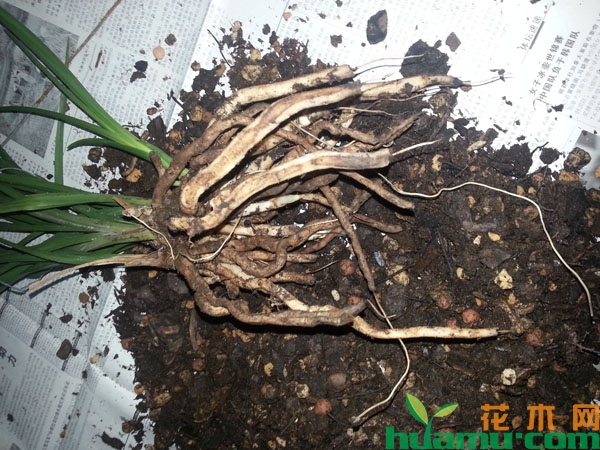 兰花上盆种植
