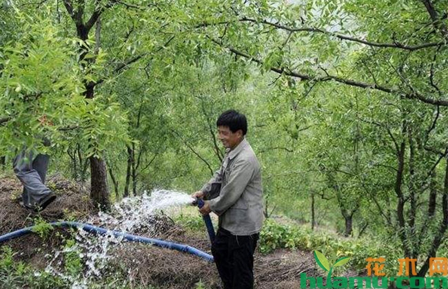 红枣膨大期裂果怎么办? 红枣膨大期裂果怎么办?
