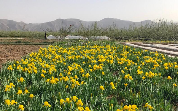 黄花鸢尾