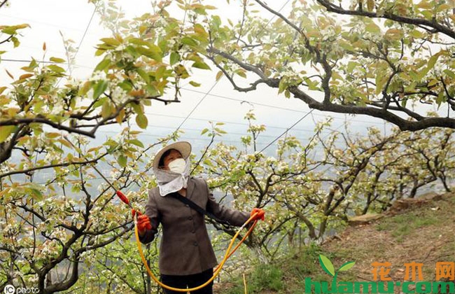 苹果树早期落叶的防治办法 苹果树早期落叶的防治办法
