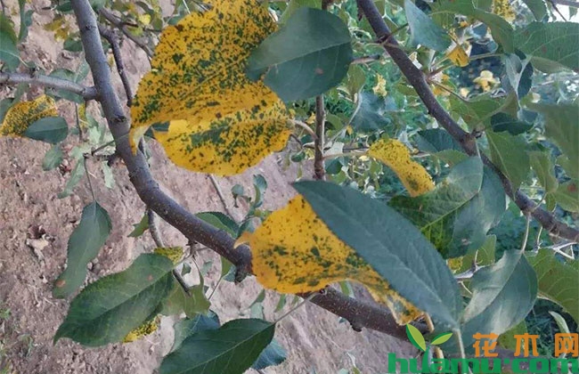 苹果树落叶的防治方法 苹果树落叶的防治方法