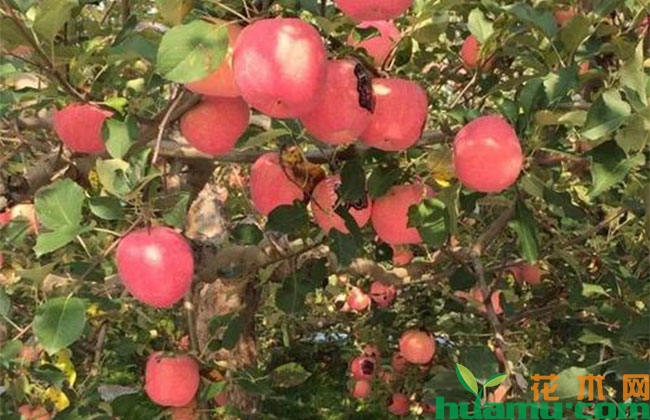 苹果树落叶的防治方法 苹果树落叶的防治方法