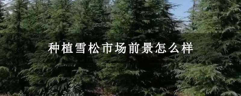 种植雪松市场前景怎么样