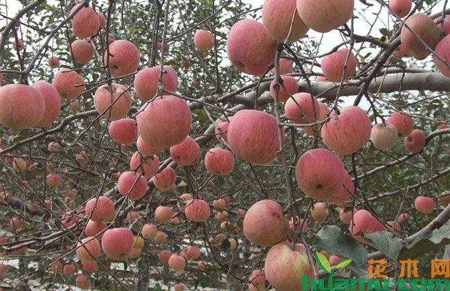 苹果树落叶的防治方法 苹果树落叶的防治方法