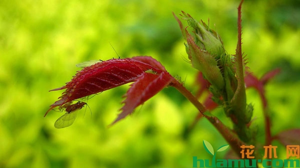 月季花常见虫害及防治方法