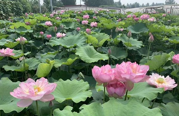 荷花