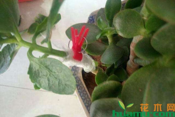 玉树嫁接长寿花的方法