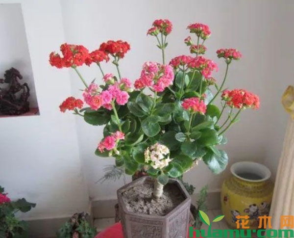 玉树和长寿花可以嫁接在一起吗？