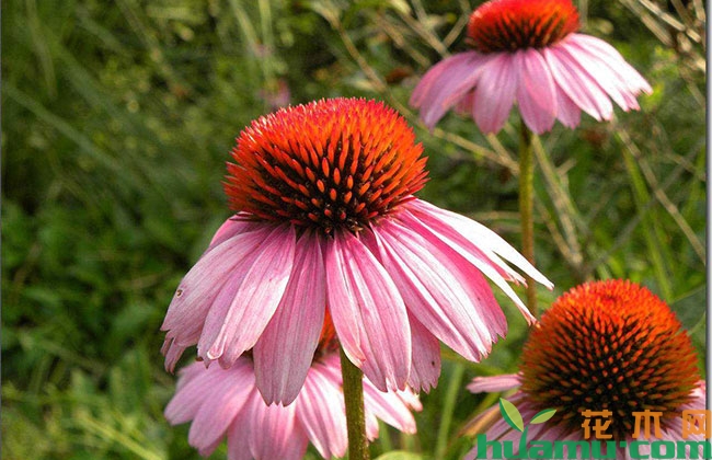 松果菊的种子种植方法 松果菊的种子种植方法