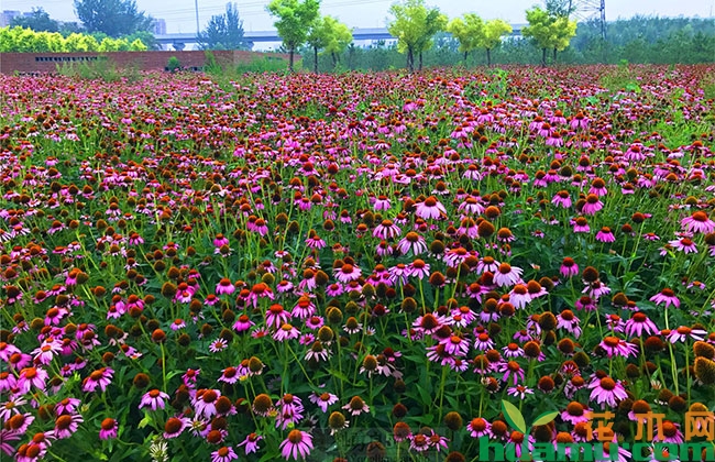 松果菊的种子种植方法 松果菊的种子种植方法