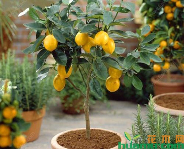 柠檬盆栽的种植技术