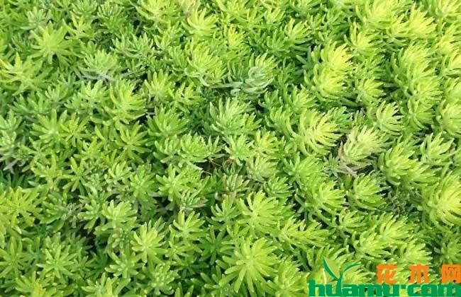 佛甲草种植方法