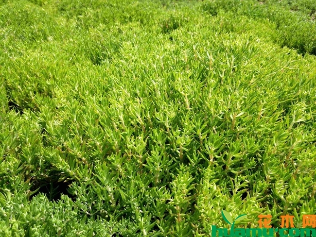 佛甲草种植图片2.jpg