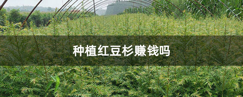 种植红豆杉赚钱吗